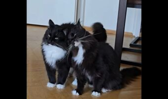 仲良しすぎるネコの兄弟。くっついて離れないし、動きも一緒で息ぴったり！【海外・動画】