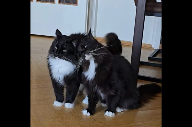 仲良しすぎるネコの兄弟。くっついて離れないし、動きも一緒で息ぴったり！【海外・動画】