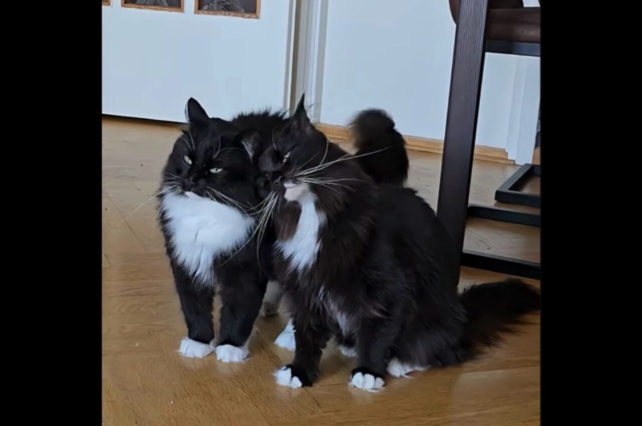 仲良しすぎるネコの兄弟。くっついて離れないし、動きも一緒で息ぴったり!【海外・動画】