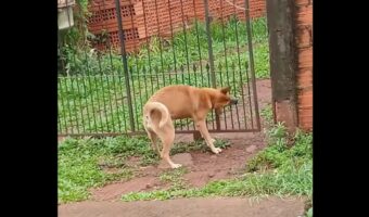 スマートなイヌ。自分が通る幅だけ門を開けて・・スルッと通り抜けた！【海外・動画】