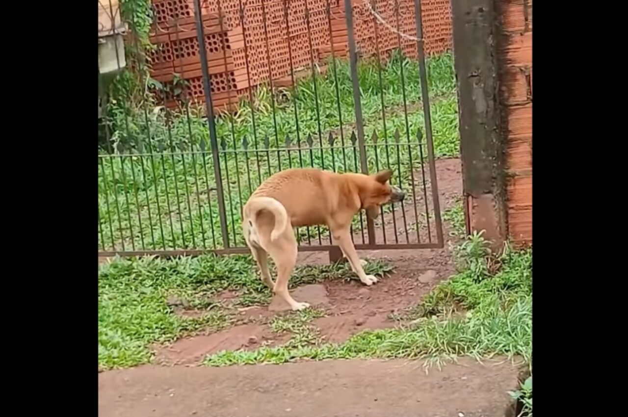 スマートなイヌ。自分が通る幅だけ門を開けて・・スルッと通り抜けた！【海外・動画】