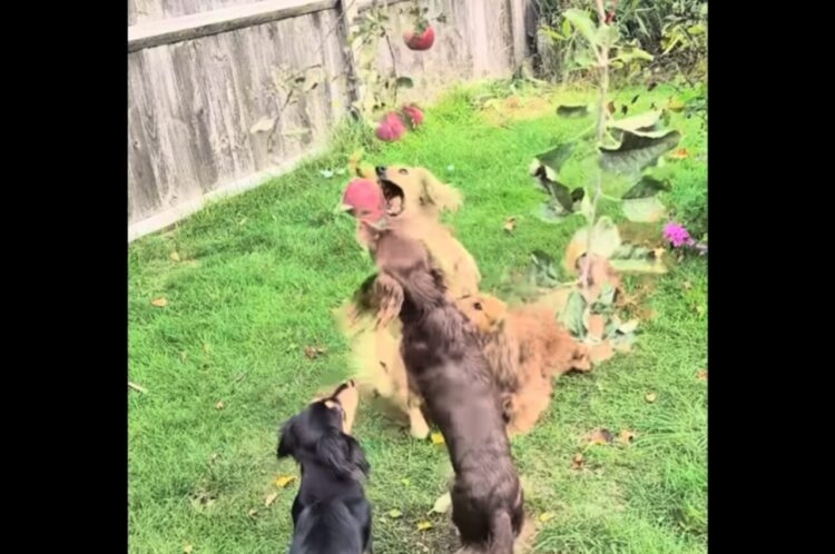 誰がリンゴをもげるかな？枝にぶら下がるリンゴをめぐり、ダックスフンドたちがジャンプ！ジャンプ！！【海外・動画】