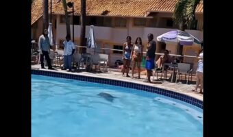 カピバラがプールを独占！？水中に潜りひと泳ぎする姿にプールサイドのみんな釘付け！【海外・動画】