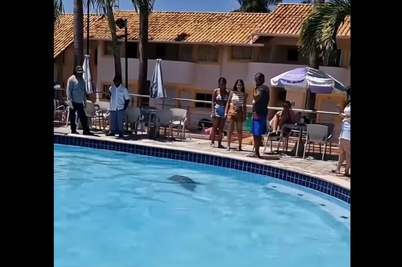 カピバラがプールを独占！？水中に潜りひと泳ぎする姿にプールサイドのみんな釘付け！【海外・動画】