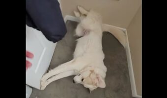 体を張りすぎな番犬。ドアの守りが完璧すぎて・・飼い主さんも外に出られない!?【海外・動画】