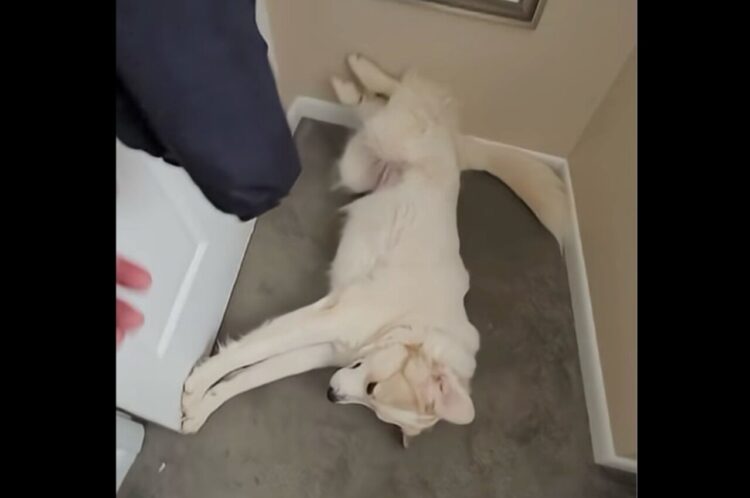 体を張りすぎな番犬。ドアの守りが完璧すぎて・・飼い主さんも外に出られない！？【海外・動画】