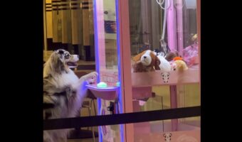 クレーンゲームに挑戦するのは・・イヌ!?器用にボタンを押してアームを操作!!【アメリカ・動画】