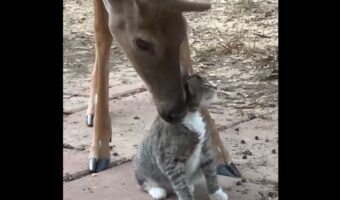シカがネコをペロペロ!愛でられ毛づくろいに癒されたネコが地面にゴロン!【アメリカ・動画】