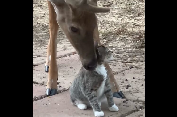 シカがネコをペロペロ！愛でられ毛づくろいに癒されたネコが地面にゴロン！【アメリカ・動画】