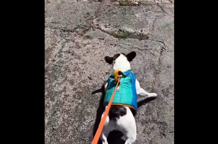 「早く！はやく！」水中に飛び込みたくてイヌがウズウズ！【アメリカ・動画】