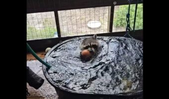 アライグマのバスタイム！遊んではしゃいで満喫中！【海外・動画】