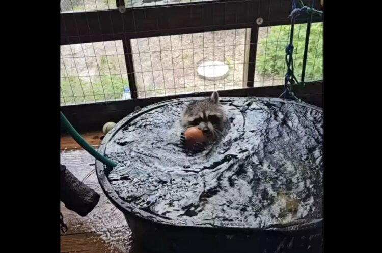 アライグマのバスタイム！遊んではしゃいで満喫中！【海外・動画】