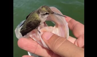 自分の釣果と主張している？釣り上げた魚にハチドリが飛んできて離れない！【アメリカ・動画】