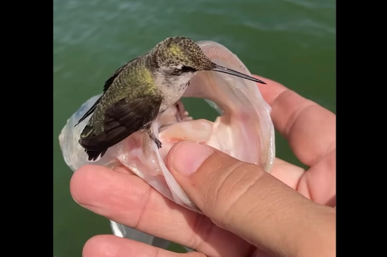 自分の釣果と主張している?釣り上げた魚にハチドリが飛んできて離れない!【アメリカ・動画】