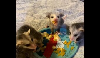 楽しいフルーツパーティー！オポッサムの赤ちゃんはみんなモグモグするのが止まらない！！【アメリカ・動画】