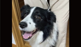 ボーダーコリーが罠にかかった！？飼い主さんの足に挟まれて嬉しそう！！「つかまっちゃった！」「嬉しそうな顔」