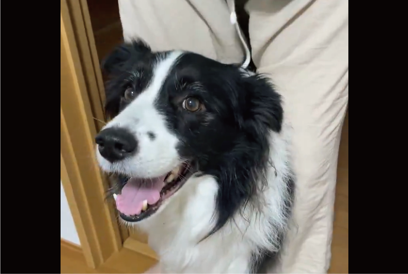 ボーダーコリーが罠にかかった!?飼い主さんの足に挟まれて嬉しそう!!「つかまっちゃった!」「嬉しそうな顔」