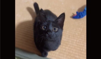 黒猫に飛びつかれた気分になれる!子猫の元気いっぱいな姿に「可愛い過ぎる~」「飛びついてくれるのすごいですね!」
