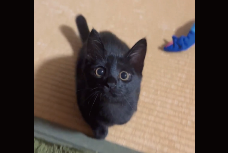 黒猫に飛びつかれた気分になれる！子猫の元気いっぱいな姿に「可愛い過ぎる～」「飛びついてくれるのすごいですね！」