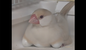 卵をあたためている文鳥。心が温かくなる光景が話題に「しっかり者のお母さんて感じかな」「愛おしくて涙出てきた」