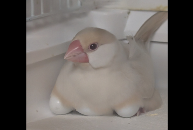 卵をあたためている文鳥。心が温かくなる光景が話題に「しっかり者のお母さんて感じかな」「愛おしくて涙出てきた」