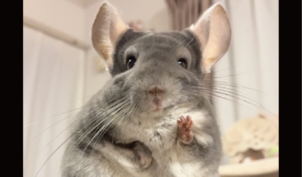 おててぱぁからの・・ビヨーン！チンチラのかわいい動きに反響「ここまで伸びるんだ」「明日のためにパワーくれた！」