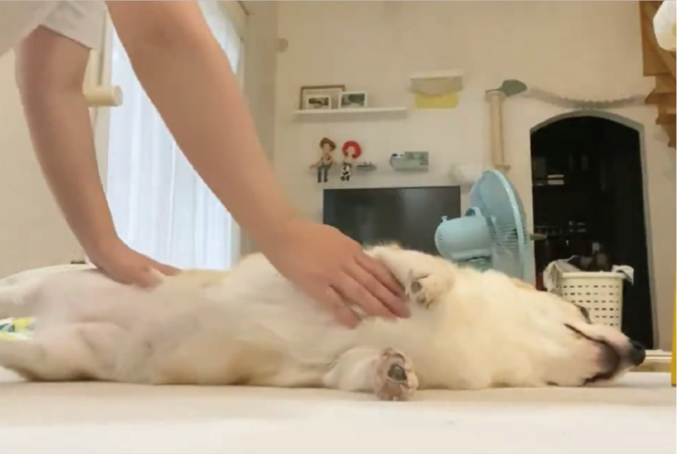 コネコネされて満足げなコーギー。コネてくれる手が止まると不満そうに起き上がる！！「しっかりコネないと立派な食パンにならない」