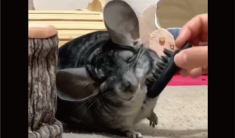 マッサージが気持ちいい?チンチラのおててがだんだん上がっていく!「お顔もにんまりして気持ちいいんだね」