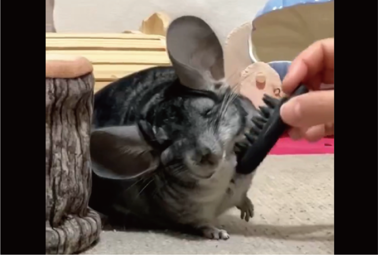 マッサージが気持ちいい？チンチラのおててがだんだん上がっていく！「お顔もにんまりして気持ちいいんだね」