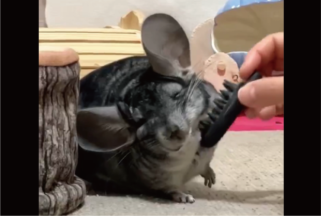 マッサージが気持ちいい?チンチラのおててがだんだん上がっていく!「お顔もにんまりして気持ちいいんだね」