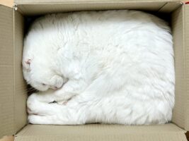 箱の中に収まるネコ。しっくりきてる時ときてない時の比較が話題に「みっちりがお好みなのね」「しっくりきてない方は、目ん玉パッチリ」