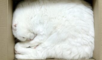 箱の中に収まるネコ。しっくりきてる時ときてない時の比較が話題に「みっちりがお好みなのね」「しっくりきてない方は、目ん玉パッチリ」