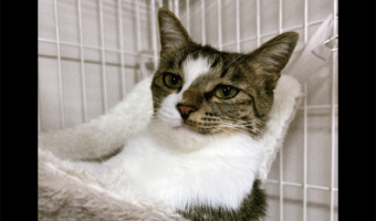 長時間のお留守番させたから？飼い主さんに話しかけられても遠い目をしているネコが話題に「ハードボイルド味を感じる」