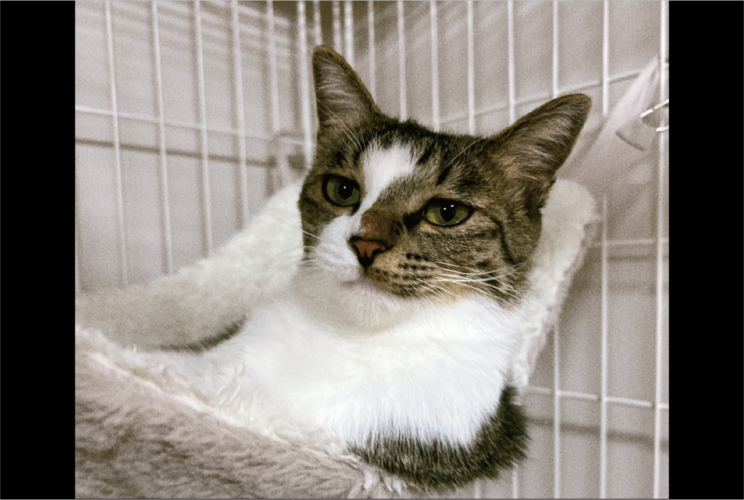 長時間のお留守番させたから？飼い主さんに話しかけられても遠い目をしているネコが話題に「ハードボイルド味を感じる」