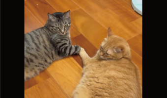 おててを合わせてくつろいでる愛猫たちに反響「絆を感じますね！」「この両者の間には誰も入れぬ」