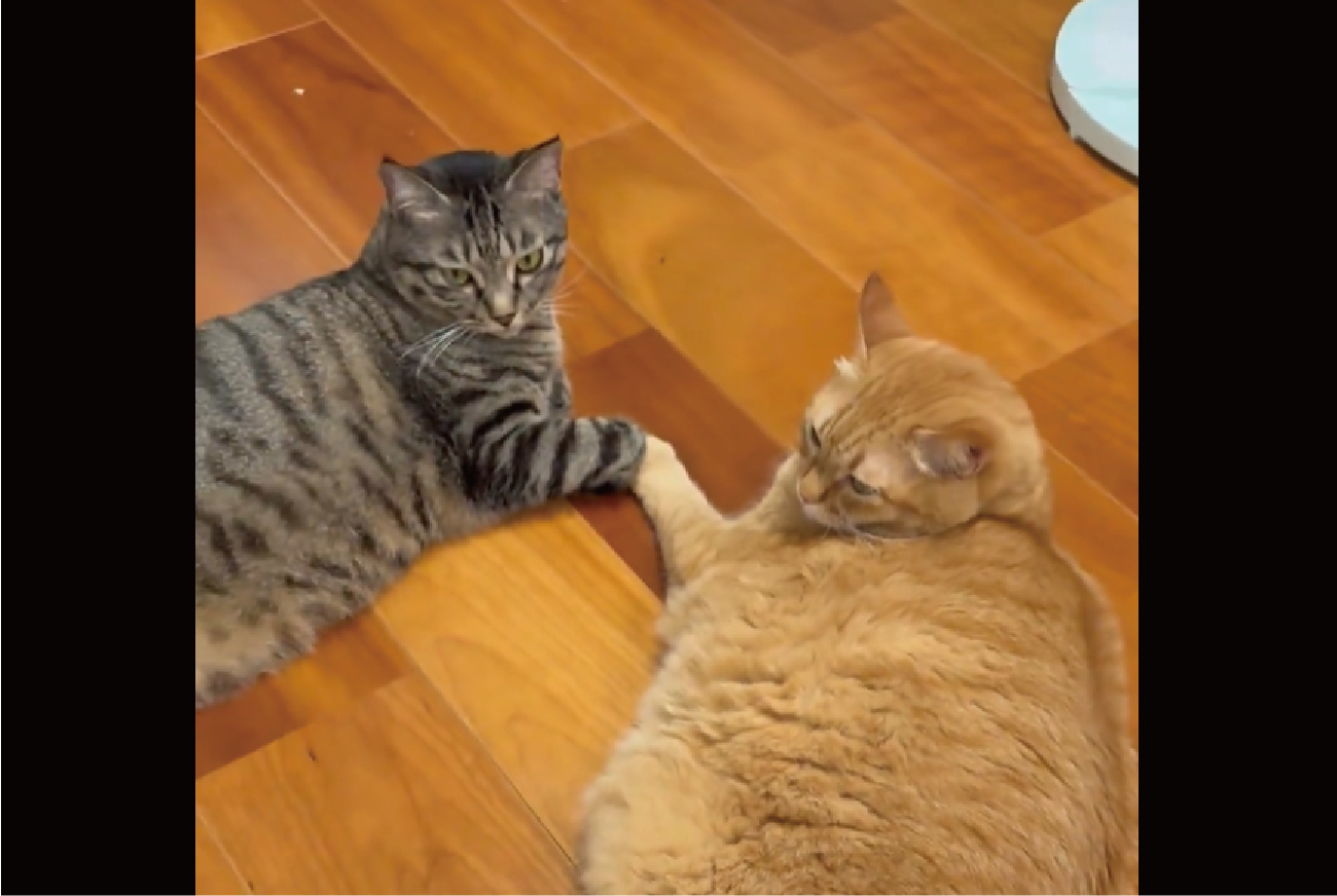 おててを合わせてくつろいでる愛猫たちに反響「絆を感じますね!」「この両者の間には誰も入れぬ」