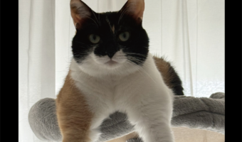 キャットタワーから見せつけてきている!?自慢げにムキムキアピールするネコが話題に「ラスボス感がすごい」「すごいマッチョ!」