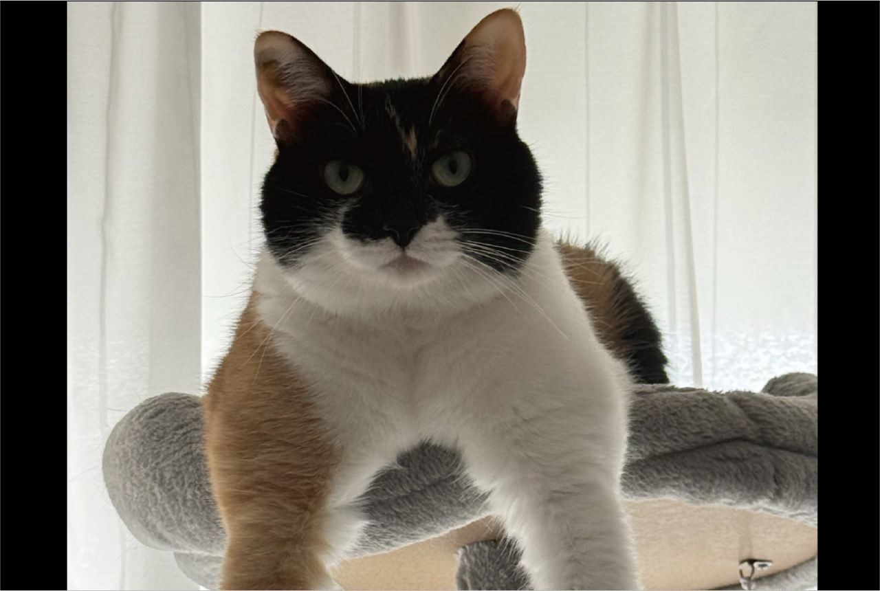 キャットタワーから見せつけてきている!?自慢げにムキムキアピールするネコが話題に「ラスボス感がすごい」「すごいマッチョ!」