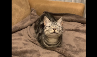 ふかふかのブランケットに幸せ感じている？香箱座りでほほ笑むネコが話題に「ふかふかで気持ちがいいにゃん」