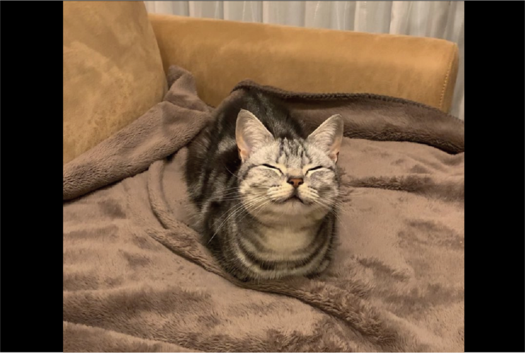 ふかふかのブランケットに幸せ感じている？香箱座りでほほ笑むネコが話題に「ふかふかで気持ちがいいにゃん」