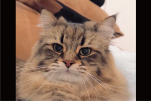 寝込んだ飼い主さんをふみふみ。一日何度もおなかを力強く揉んでくれるネコが話題に「揉み顔が凛々しい」「しっかりフミフミしてくれるんですね！」