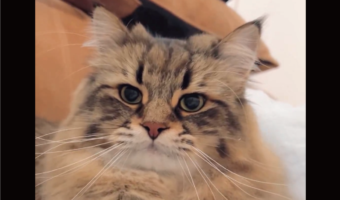 寝込んだ飼い主さんをふみふみ。一日何度もおなかを力強く揉んでくれるネコが話題に「揉み顔が凛々しい」「しっかりフミフミしてくれるんですね！」