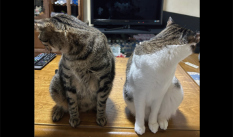 そっぽ向くネコたち。撮影を拒むような姿が話題に「申し合わせたようなプイ」