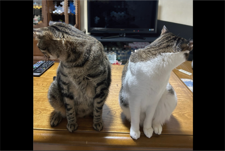 そっぽ向くネコたち。撮影を拒むような姿が話題に「申し合わせたようなプイ」