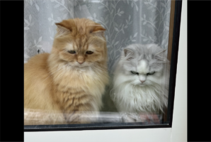 イジけているネコたち。買い物から帰ってきた時の様子に反響「目がガチですね～」「表情豊かすぎる2人」