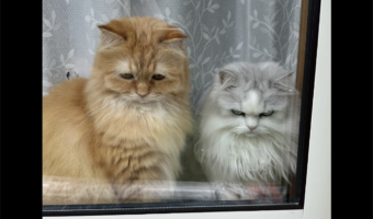 イジけているネコたち。買い物から帰ってきた時の様子に反響「目がガチですね~」「表情豊かすぎる2人」