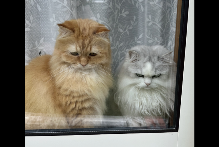 イジけているネコたち。買い物から帰ってきた時の様子に反響「目がガチですね～」「表情豊かすぎる2人」