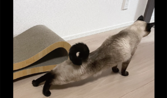 まるでドーナツ!?くるりと曲がって輪になったネコのしっぽが話題に「チョコ味ですかね?」「ダブルチョコレートね」