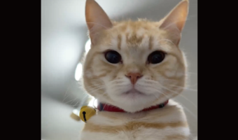 ネコが体調を崩した飼い主さんを看病！？心配してナデナデしてくれた時の様子が話題に「かわいすぎるナデナデ」