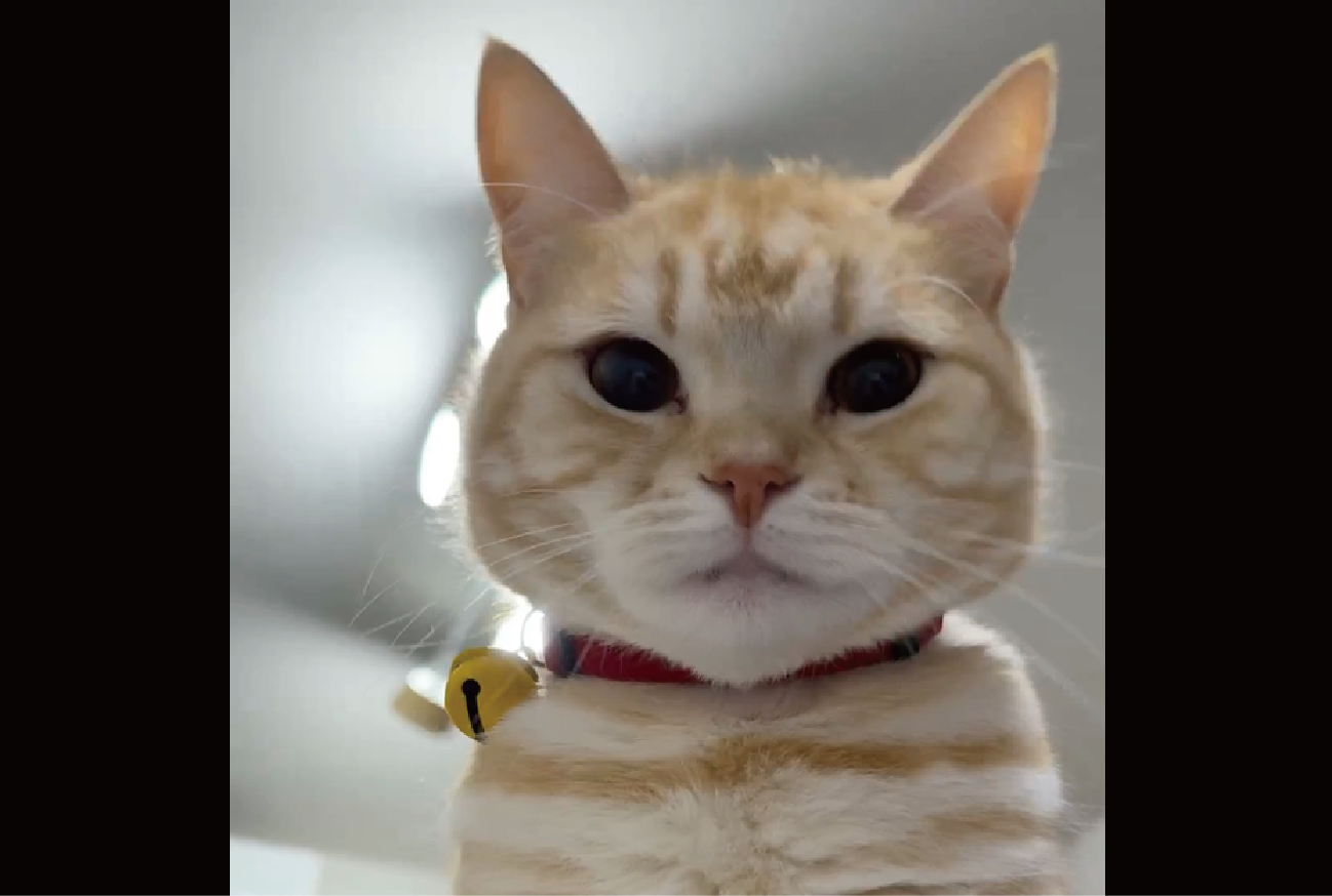 ネコが体調を崩した飼い主さんを看病!?心配してナデナデしてくれた時の様子が話題に「かわいすぎるナデナデ」